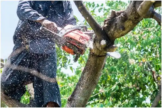 tree services Sans Souci